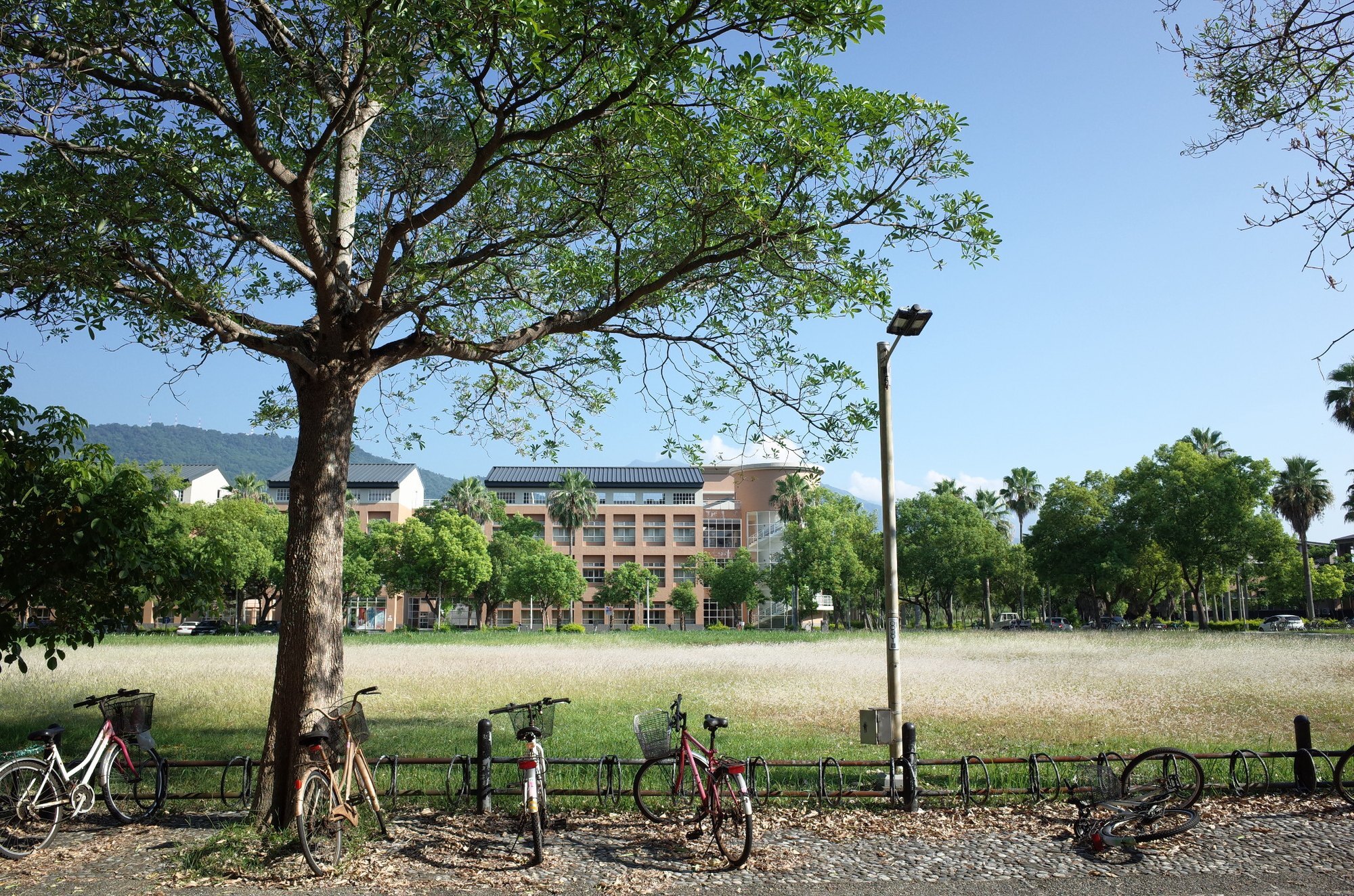 Trees, bicycles, silvergrass, and the Humanities and Social Sciences campus
