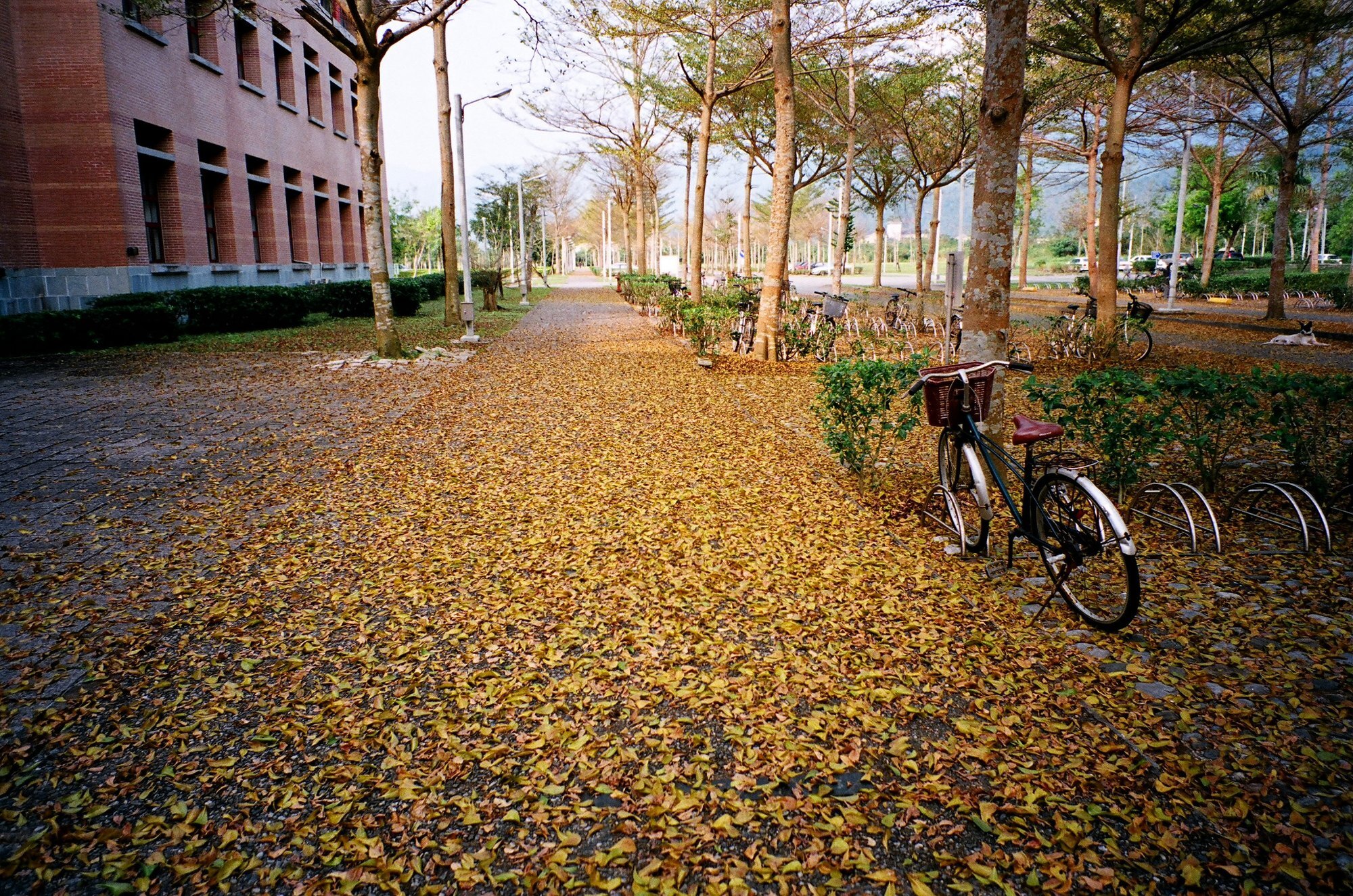Autumn Along the Tree-Lined Path