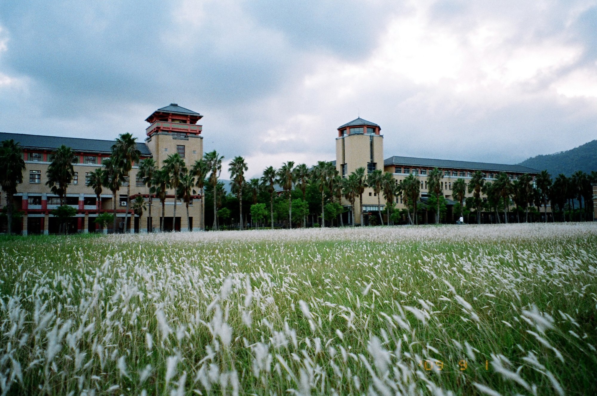 Silvergrass by the Humanities and Social Sciences Building